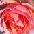 Oranžová - Parková ruža - Chippendale